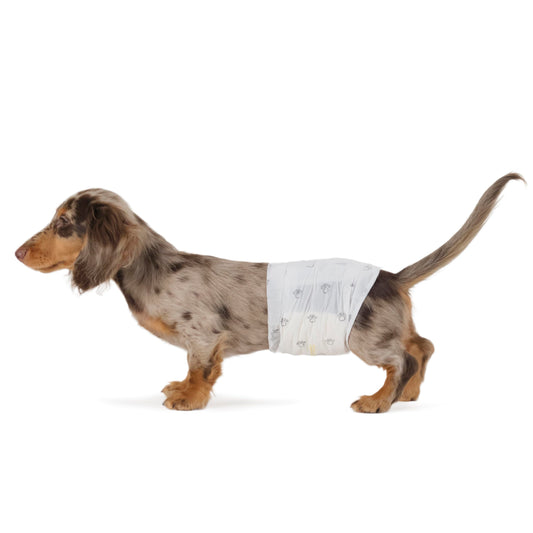 Male Dog Wrap